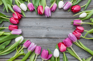 Tulips arranged on old wooden background